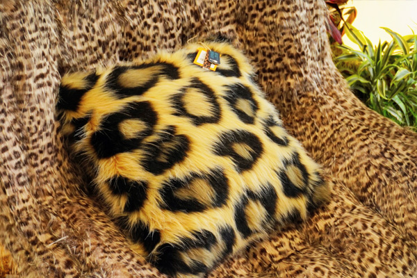 ZOO Life