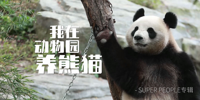 我在动物园养熊猫